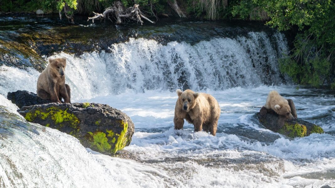 Fat Bear Week returns: Meet this year’s beauty contestants after attack delayed reveal