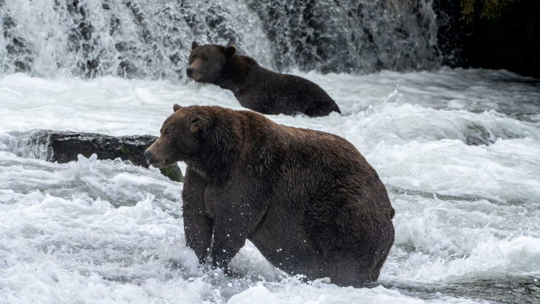 Fat Bear Week takes gruesome turn as adult male bear fatally attacks another bear; bracket reveal postponed