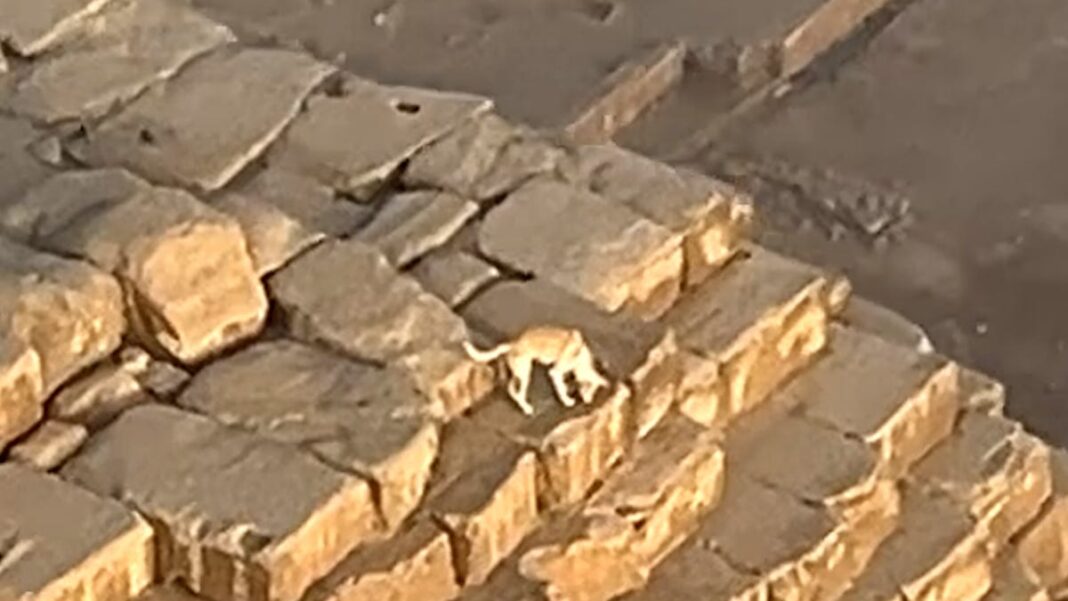 Watch as daring dog ventures to top of ancient pyramid in Egypt, captures internet’s heart