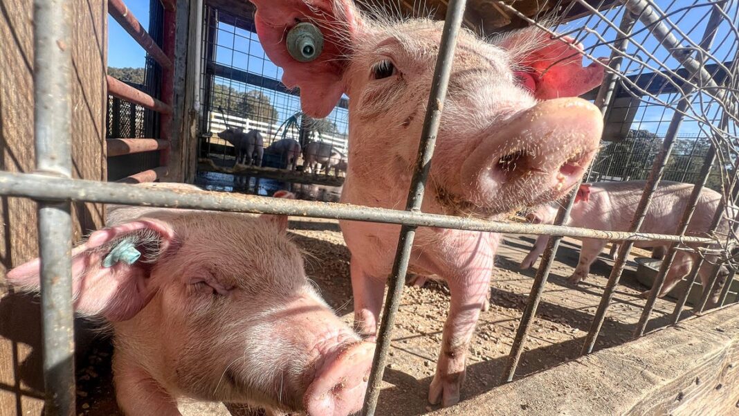 H5N1 bird flu detected in a pig for the first time, raising concerns