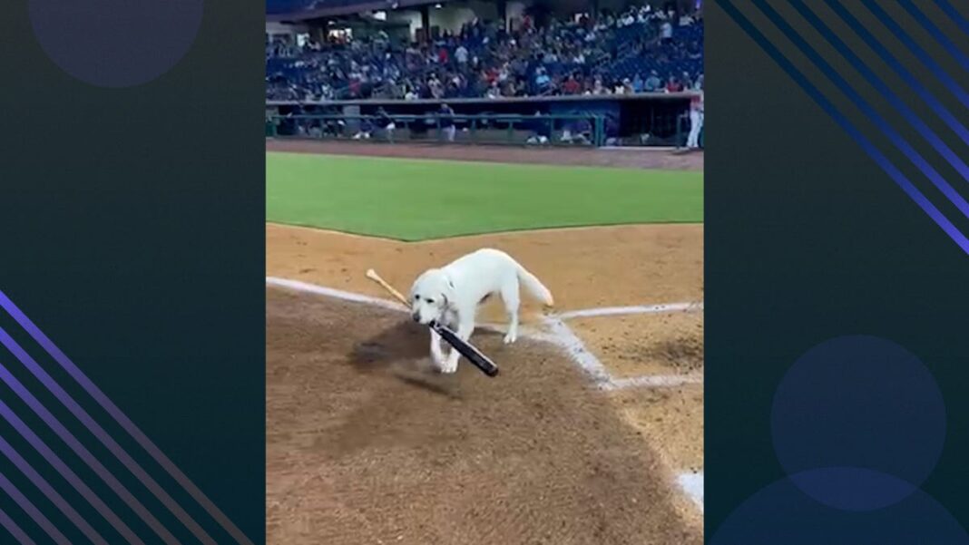 Watch Layla the bat dog retrieve her last bat after 6 years of service