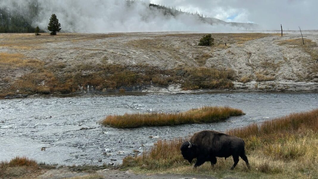 See fall snowstorm blanket Yellowstone National Park, create majestic display