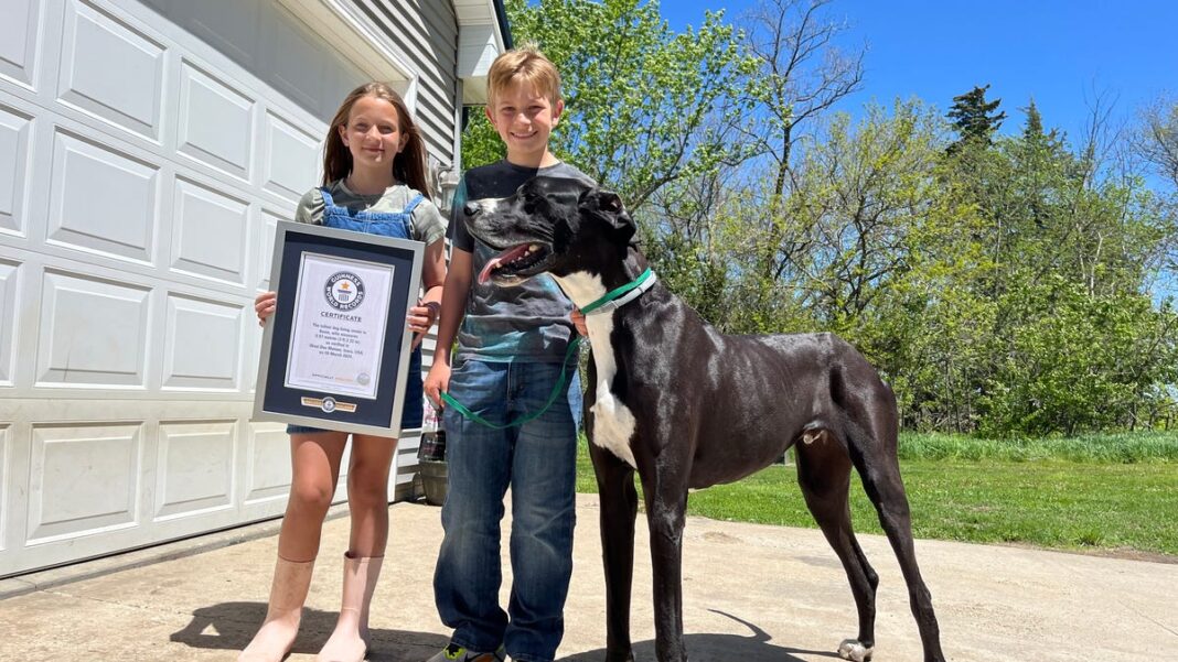 Biggest dog in the world was a towering ‘gentle giant’: Here’s who claimed the title