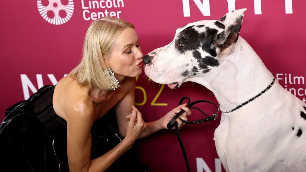 Naomi Watts joined at New York Film Festival by her ‘gigantic’ dog co-star