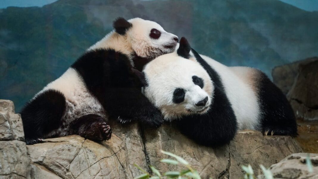 Unbearable no more: Washington’s pandas are back! 5 fun and furry facts to know