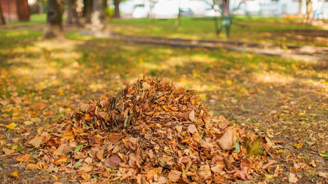 Rake it or leave it? What gross stuff may be hiding under those piles on your lawn?