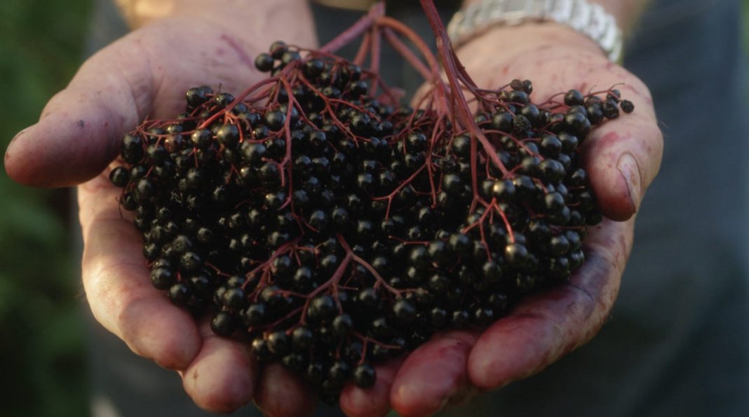 What is elderberry good for? Dietitians weigh in.