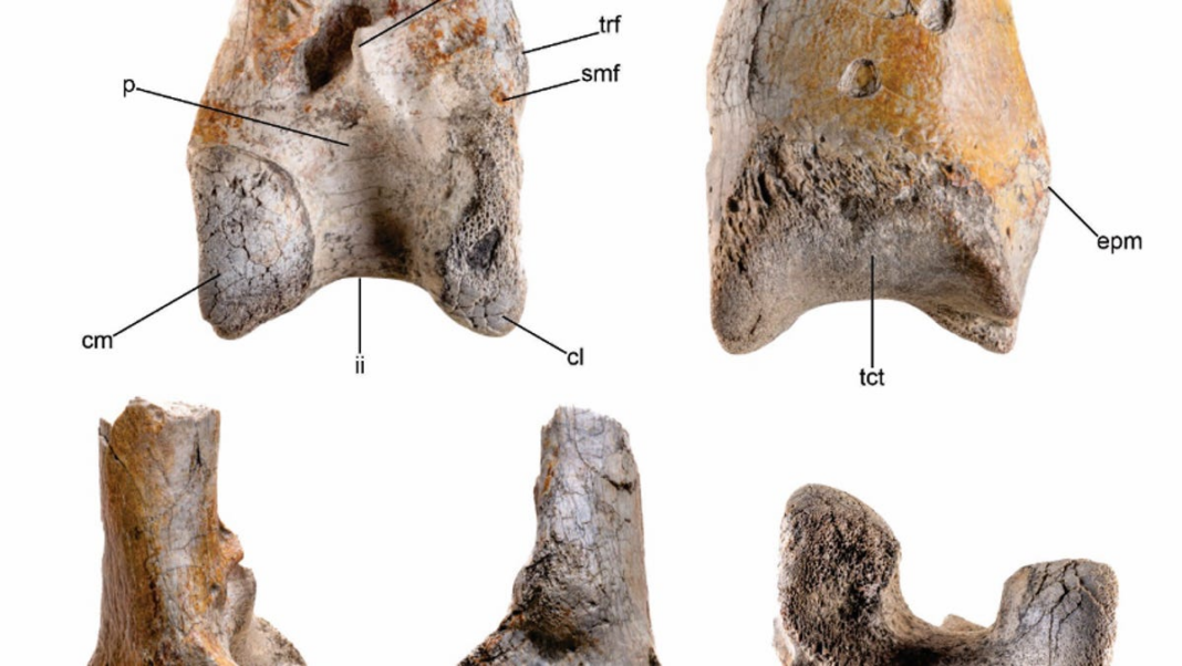 Fossil from huge ‘terror bird’ discovered for the first time in Colombia