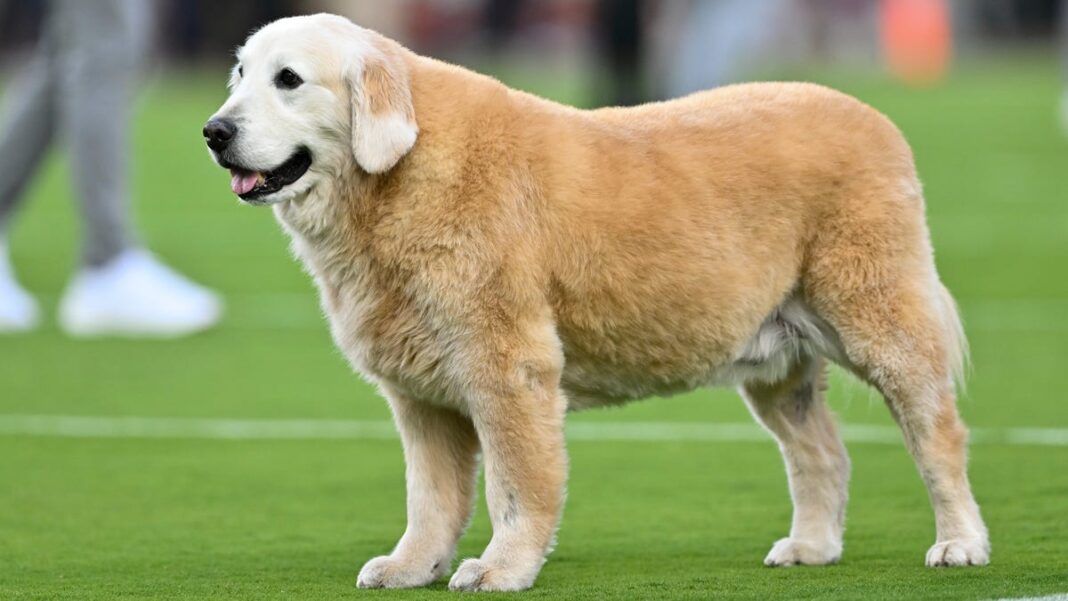 Kirk Herbstreit announces death of beloved golden retriever Ben: ‘We had to let him go’