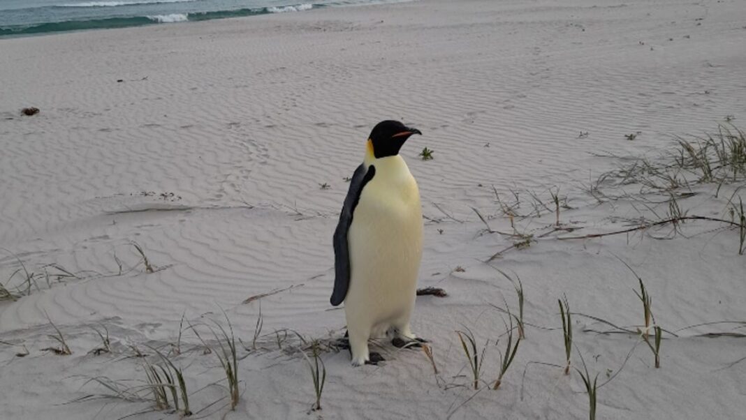 Emperor penguin travels over 2,000 miles from Antarctica to Australia in possible first