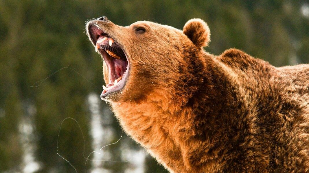 Opinion: If the angry bear will always want to eat my face, why try to understand it?