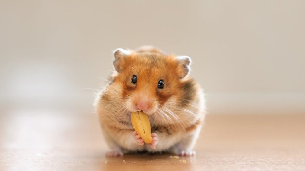 How long do hamsters live? Expert tips for keeping your small pet healthy and happy