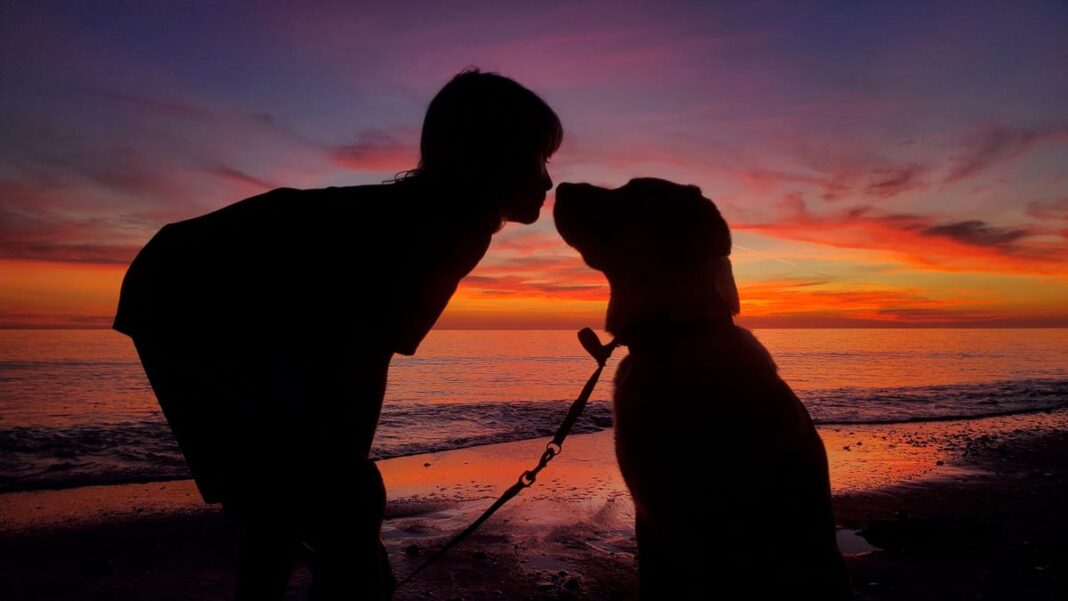 Good manners and a robust social calendar: The world of raising puppy guide dogs