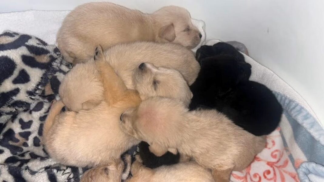 Litter of tiny abandoned puppies finds homes after Arkansas community steps up