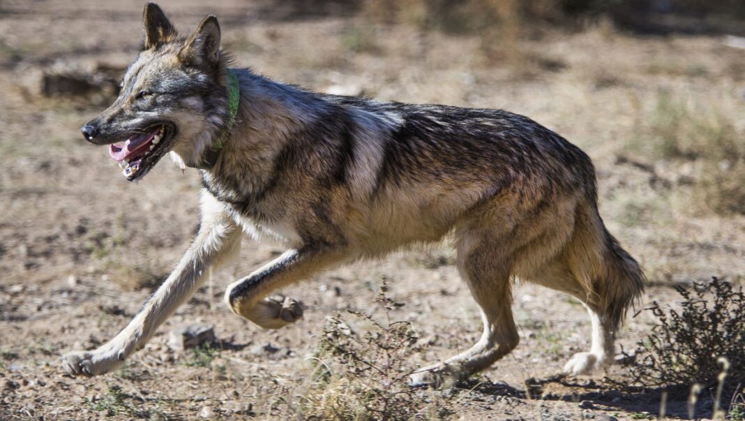 More than $100K reward offered after Mexican gray wolf found dead in Arizona