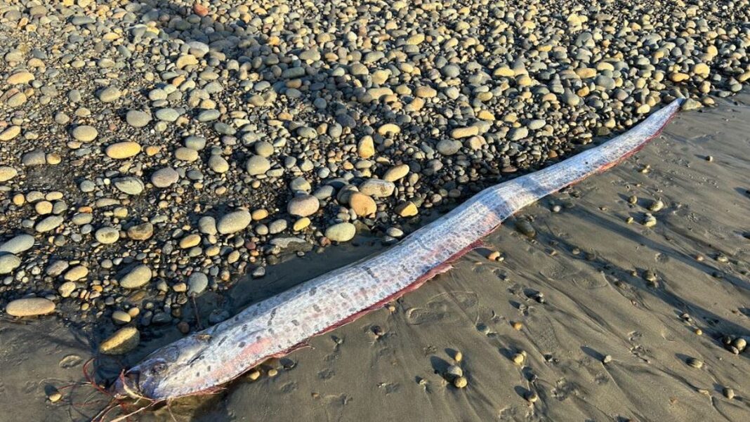 What is the ‘doomsday’ fish? 3 sightings of rare oarfish in Southern California explained