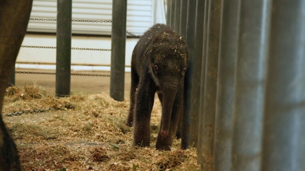 A 314-pound baby? Meet the elephant named Kirby, Houston Zoo’s newest addition