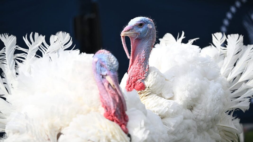 Meet Peach and Blossom, the turkeys Biden will pardon in annual Thanksgiving tradition