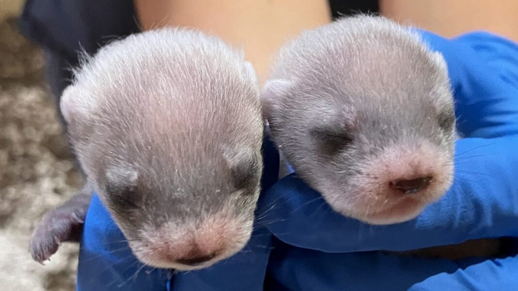 Send in the clones: 2 black-footed ferret babies born to cloned mom for the first time