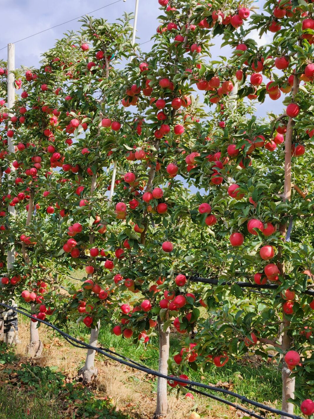 Today’s fresh apples could be a year old: Surprising apple facts