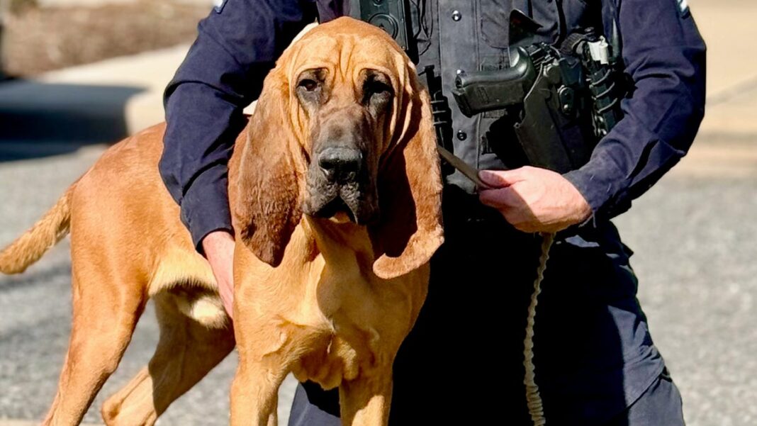 Bo the police K-9, who located child taken at knifepoint, wins Hero Dog Awards 2024