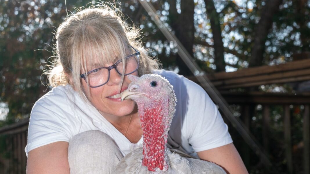 Loves hugs, falls asleep in mom’s arms: What life is like for turkeys at a farm sanctuary