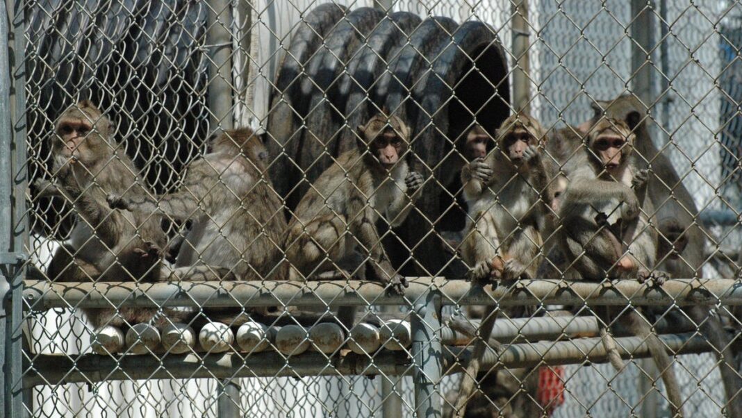 Forty monkeys escape from Alpha Genesis research facility in South Carolina