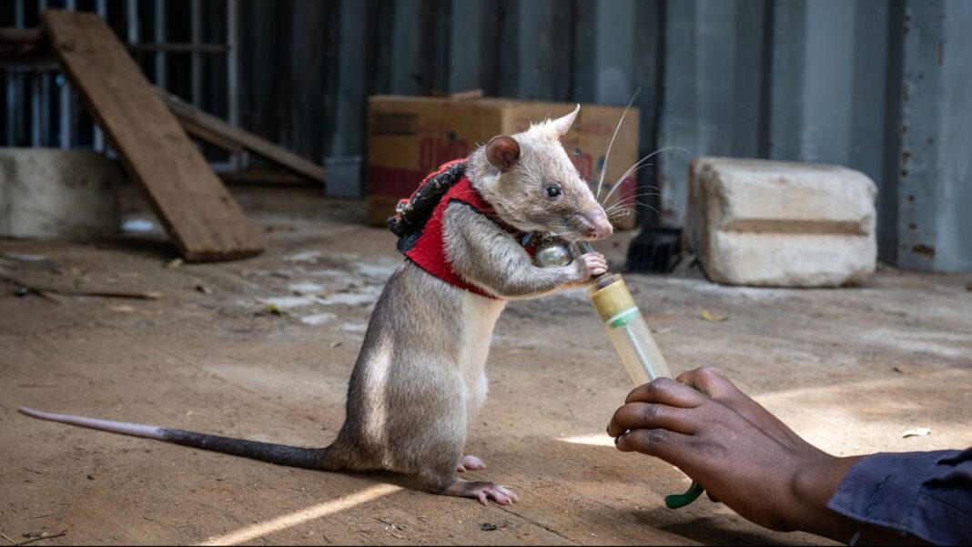 Are giant rats the future in sniffing out wildlife trafficking? Watch the rodents at work