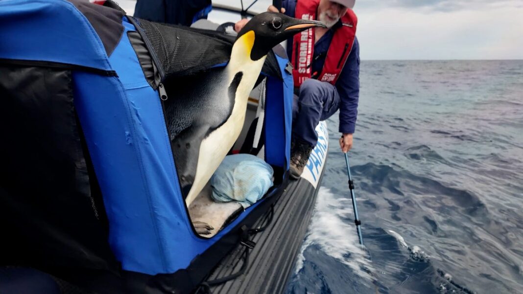 Gus the penguin, who landed on an Australian beach, released after 20 days in recovery