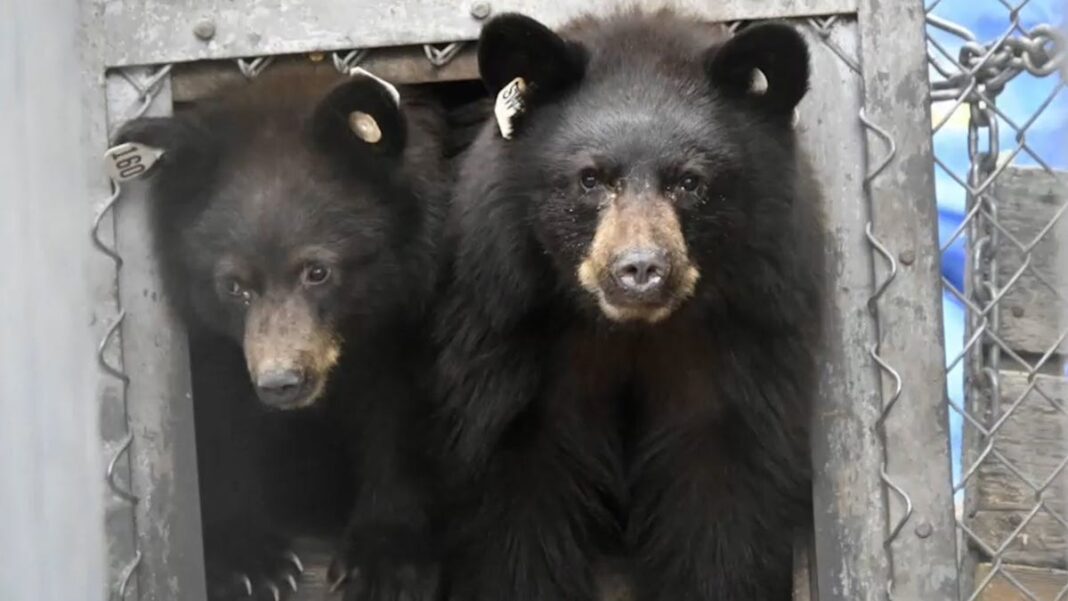 Watch as orphaned bears are released back into the wild after being rehabbed in Colorado