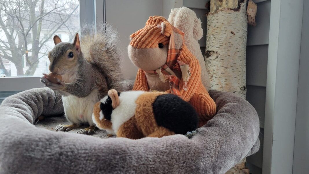 Is it legal to have a pet squirrel? Beloved Peanut the squirrel euthanized in New York