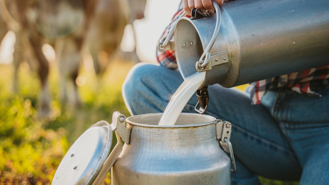 The USDA is testing raw milk for the avian flu. Is raw milk safe?