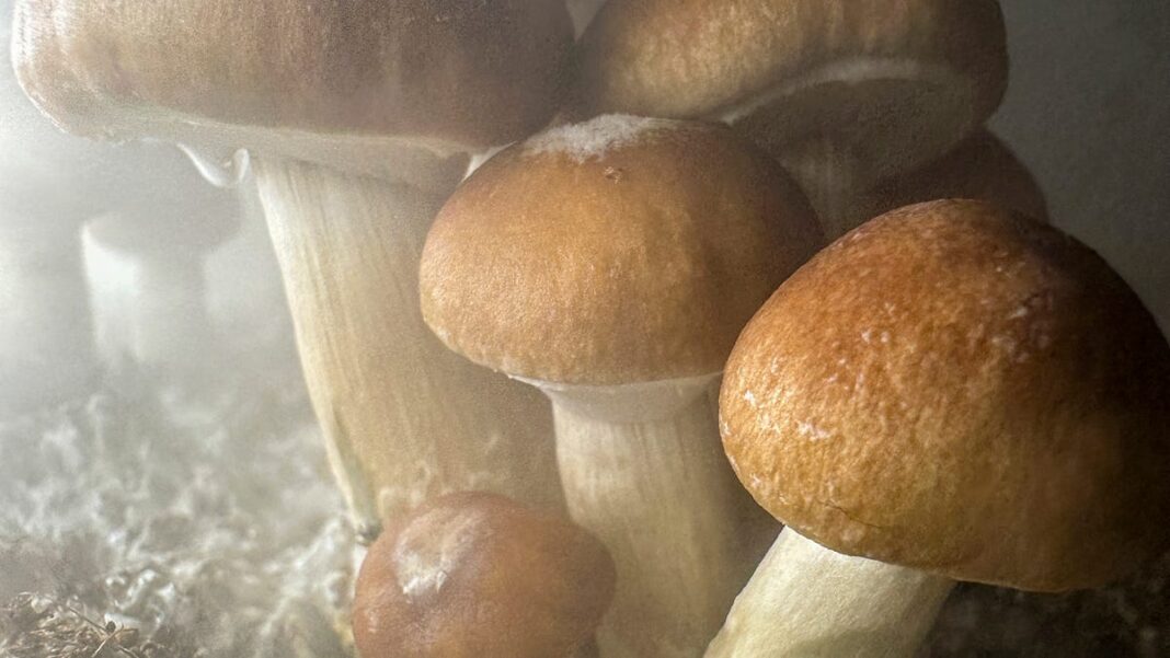 Yes, mushrooms are good for you. But don’t eat them every day.