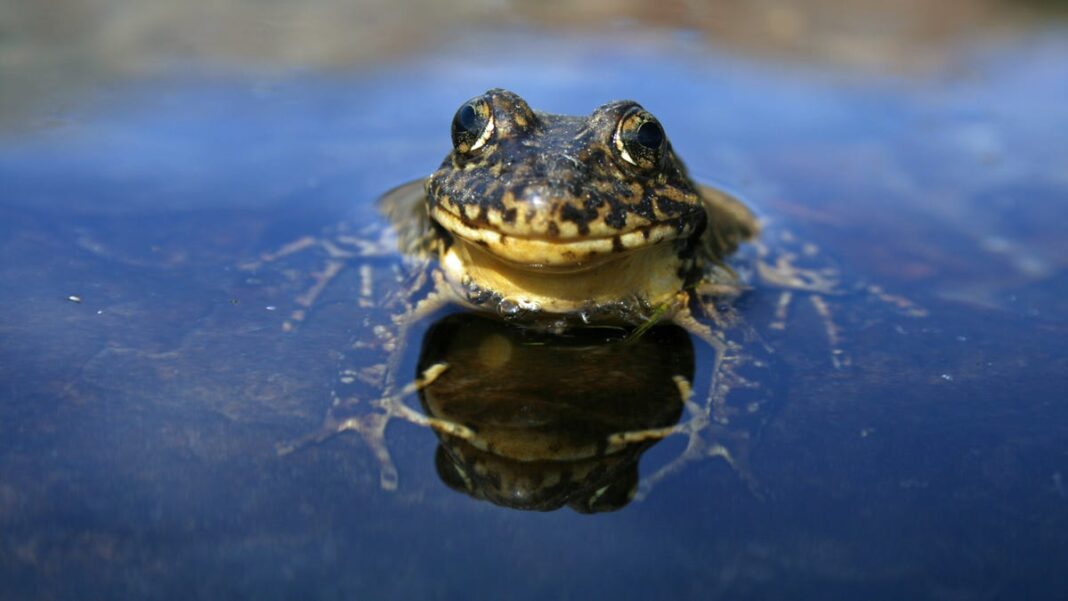 Frogs in Yosemite lakes died, the entire ecosystem collapsed. But biology brought them back