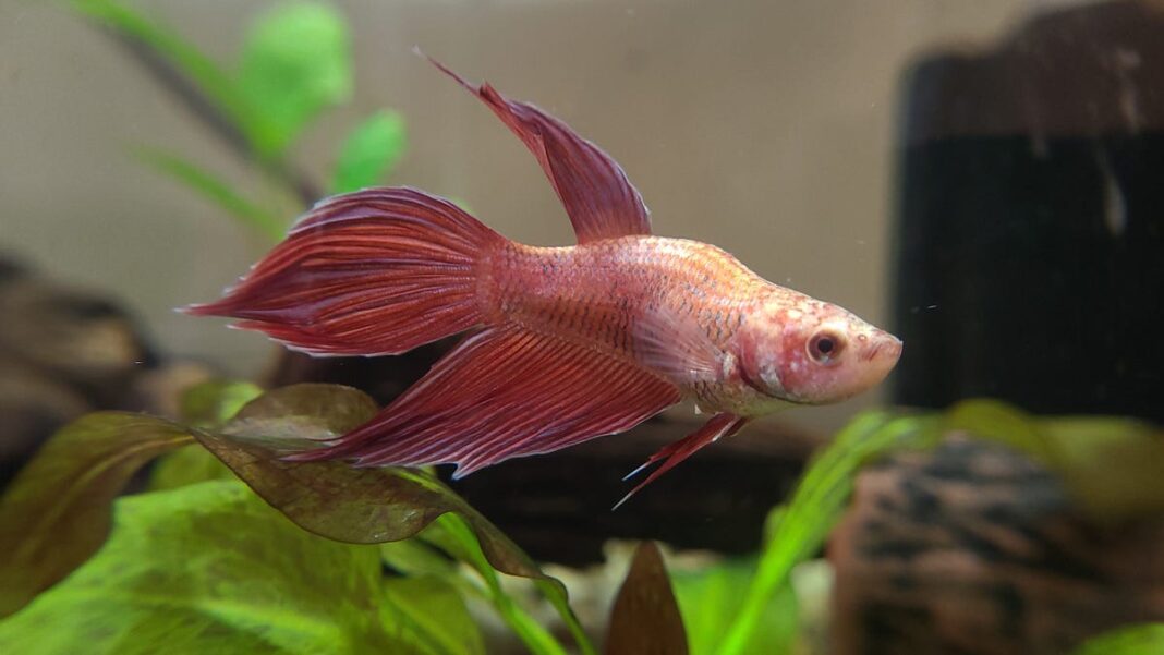 How long do betta fish live? Proper care can impact their lifespan