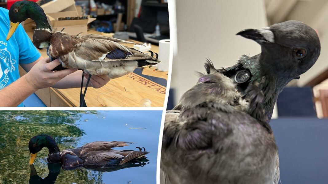 Zombie birds? New Mexico researchers develop wildlife observation drones from dead birds