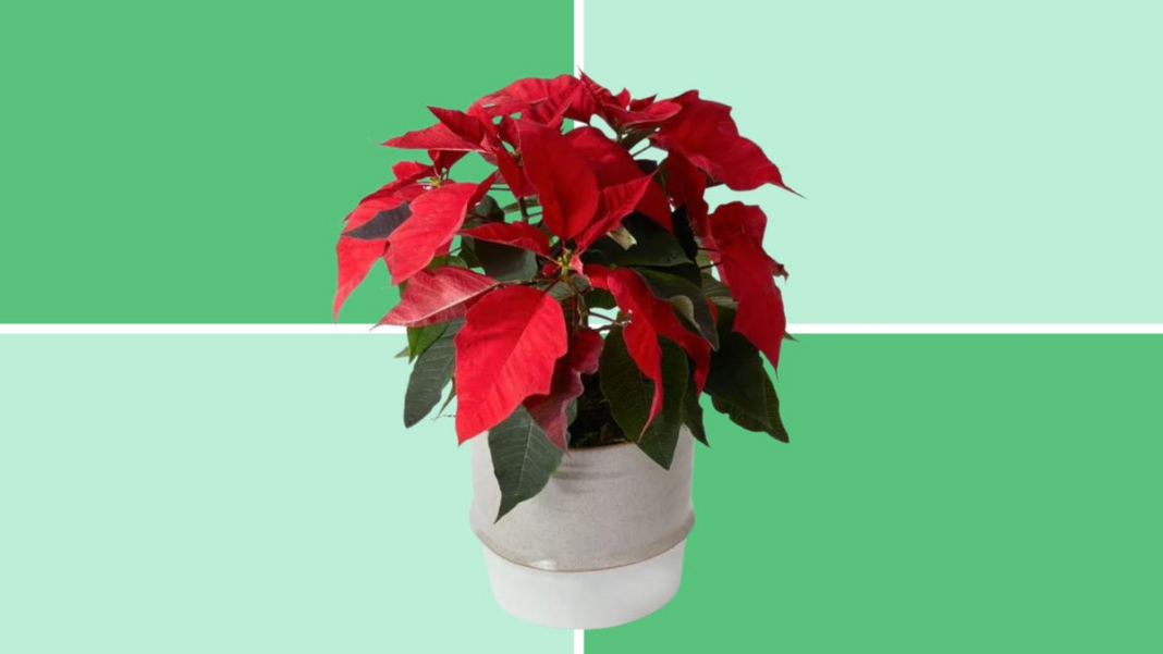 Are poinsettias poisonous to dogs? Here’s how toxic the holiday plant is