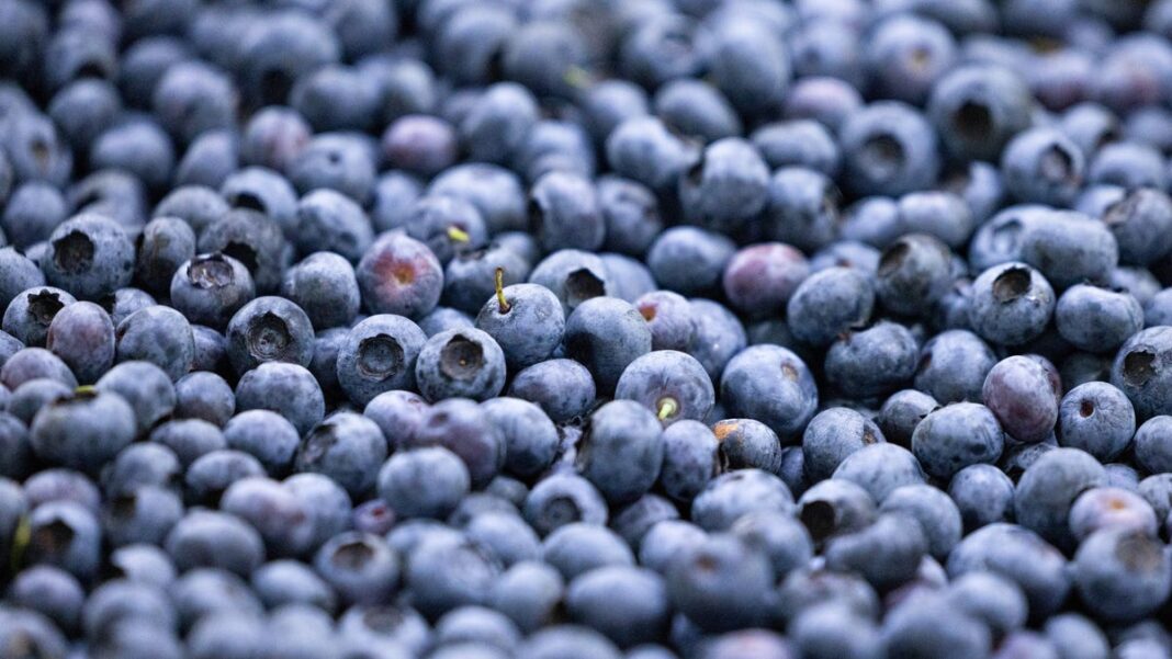 Blueberries are often called a ‘superfood.’ Here’s why.