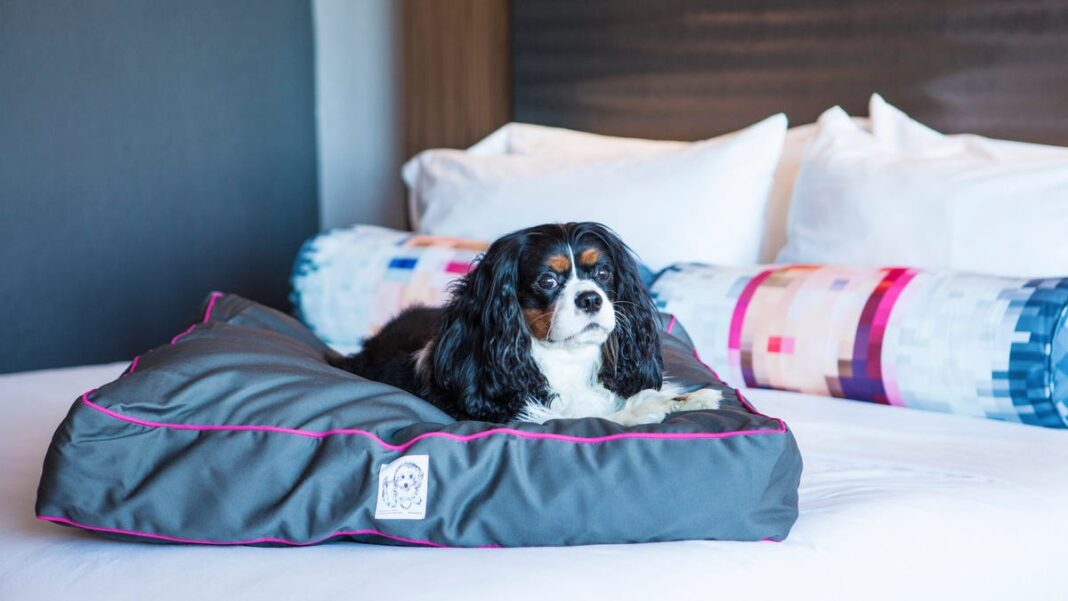 ‘Melt away’ your Election Day stress: Puppy-cuddling events at hotels across the US on Nov. 5