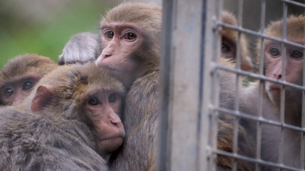 Monkeys still on the loose in South Carolina as authorities scramble to recapture them