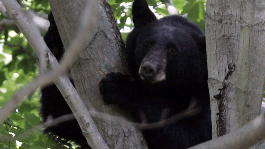 Hunter dies after bear falls from tree and hits him: ‘Dad was doing what he loved most’