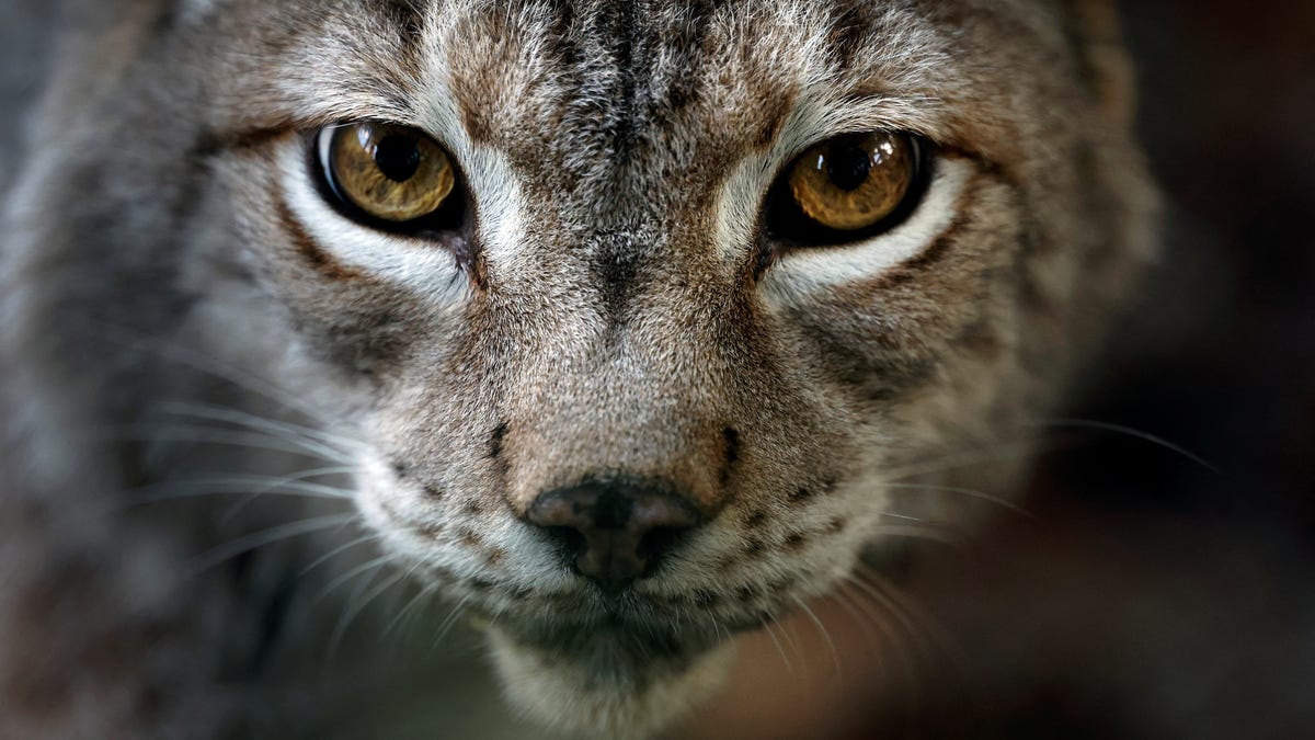 Bird flu roars through sanctuary in Washington, kills 20 wild cats