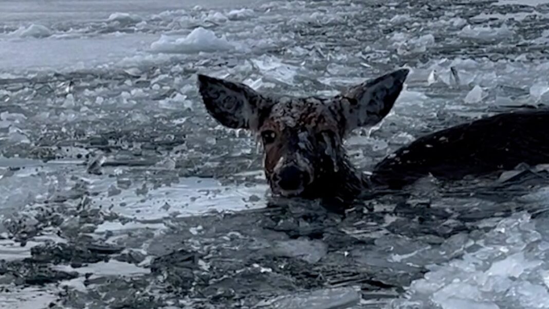 Video shows brothers save shivering deer that fell in icy water in Michigan: Watch