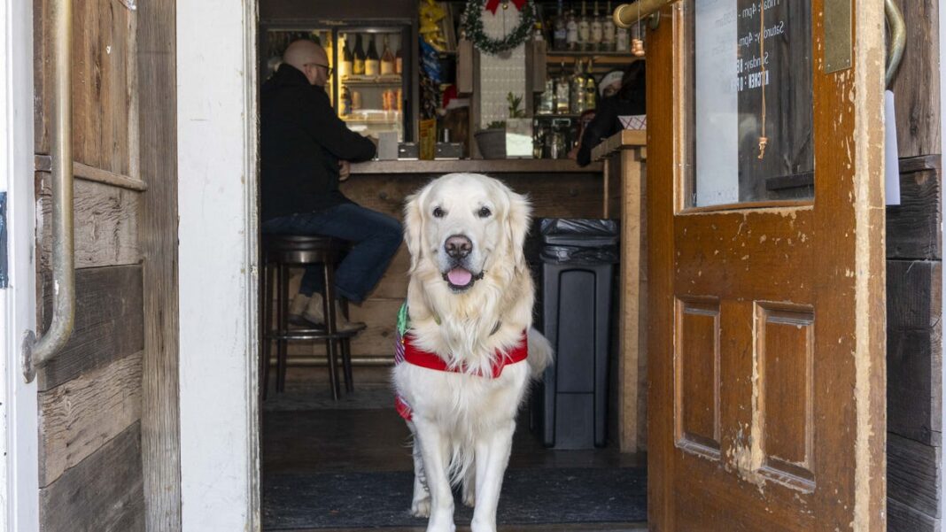 Is your dog anxious? Trainers offer tips to calm them during your holiday party.