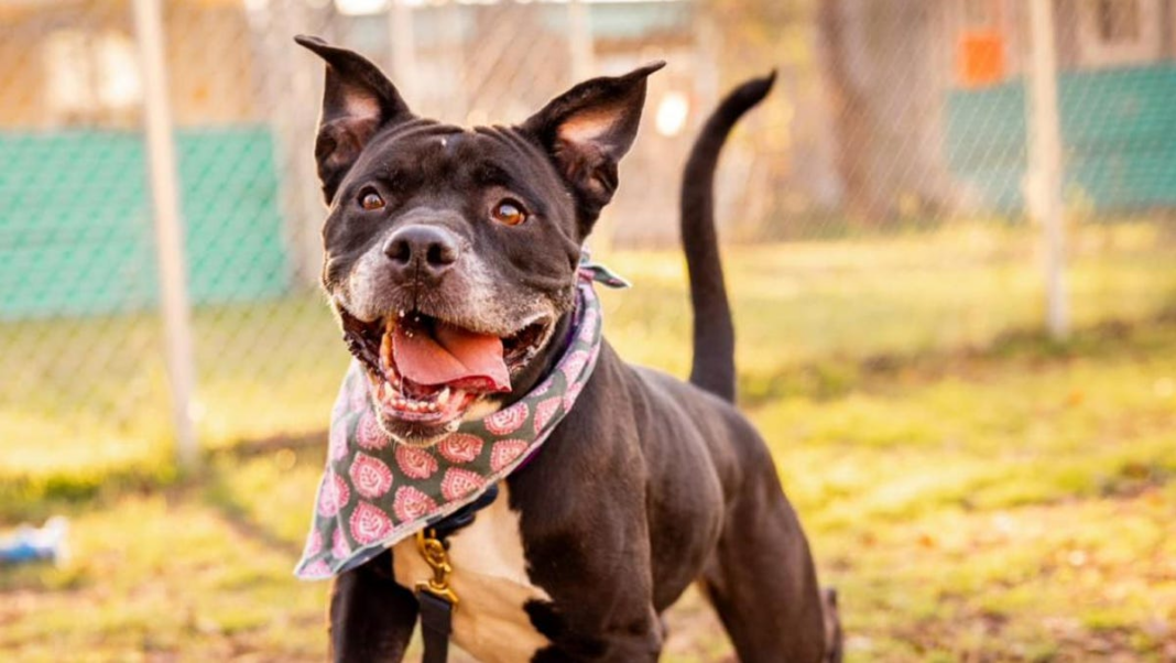 Elle a ‘perfect addition’ at new forever home after 1,000-plus days in Texas shelter