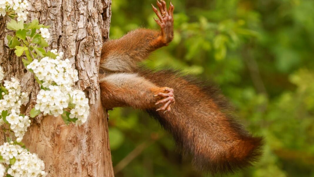 ‘Squirrel stuck in a tree’ tops funniest wildlife photos of the year: See the pictures