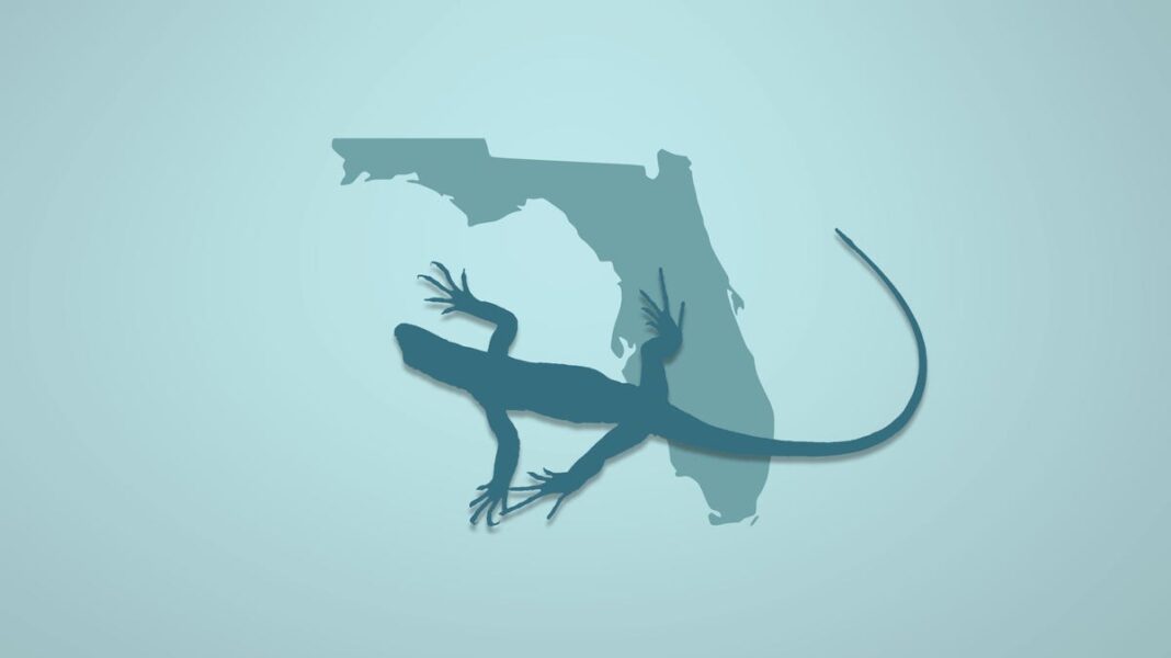 What happens to iguanas when cold weather strikes? Florida phenomenon explained