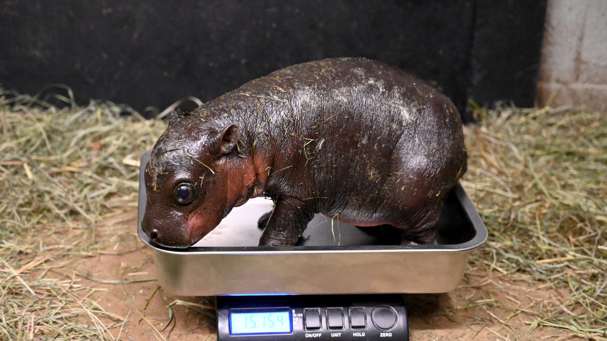 Step aside, Moo Deng: Watch this baby pygmy hippo born in Virginia just before Christmas