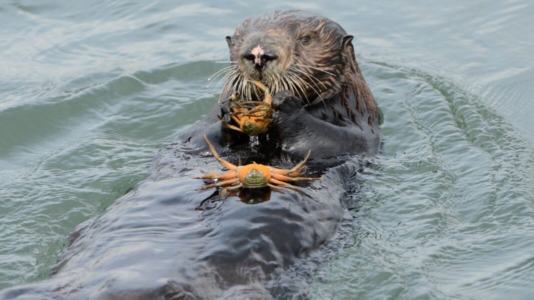 Out-of-control invasive species has met its match: Cute and hungry otters