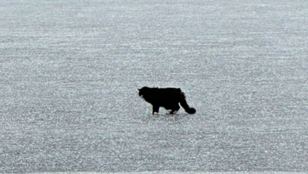 ‘It was crazy!’ Blind, 20-year-old cat rescued from floating piece of ice in Massachusetts